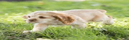 Cocker Spaniel dogs for sale: Louie Cocker Spaniel  - Ad 7