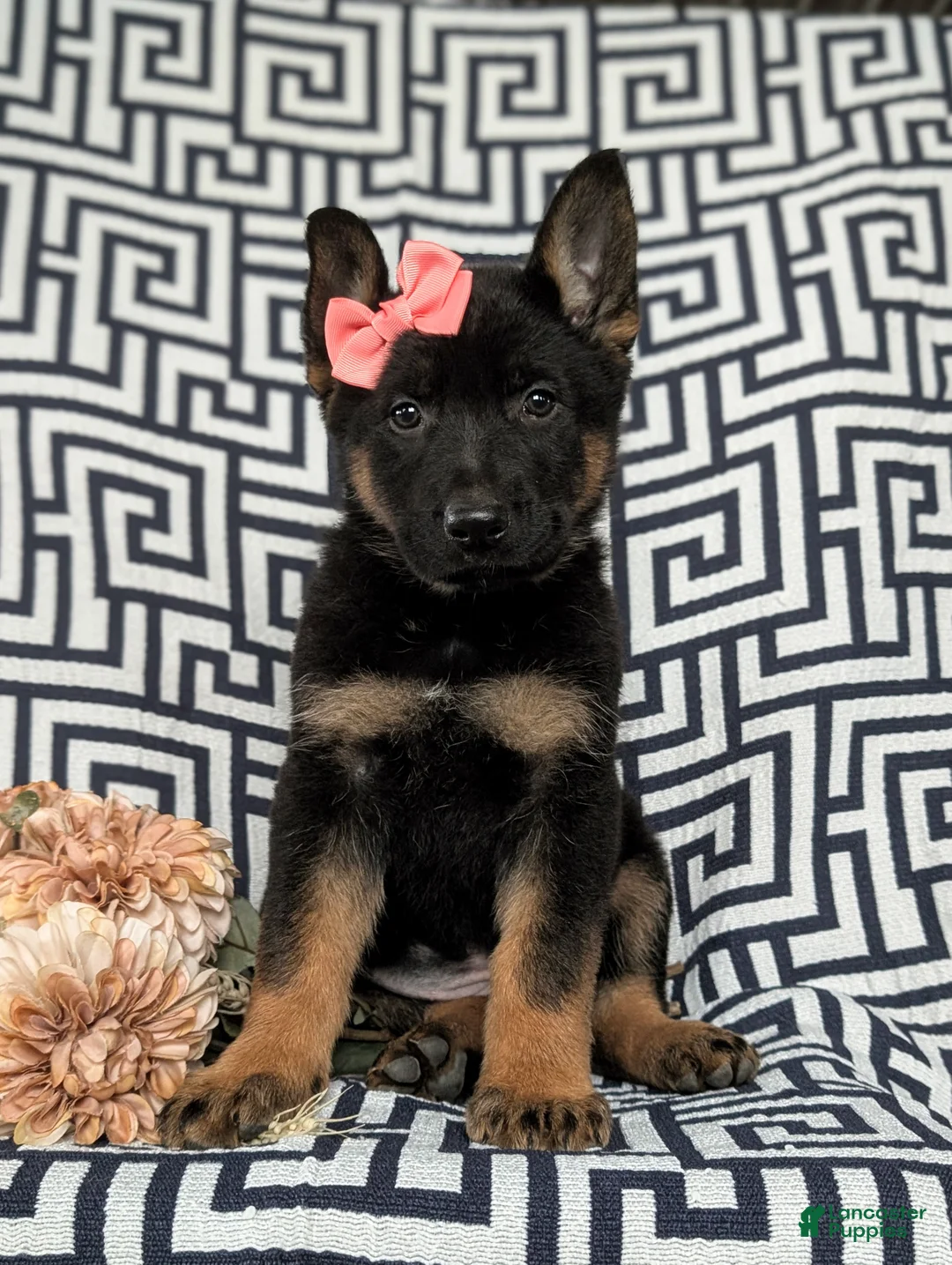 German Shepherd dogs for sale: Darcia - Ad 2