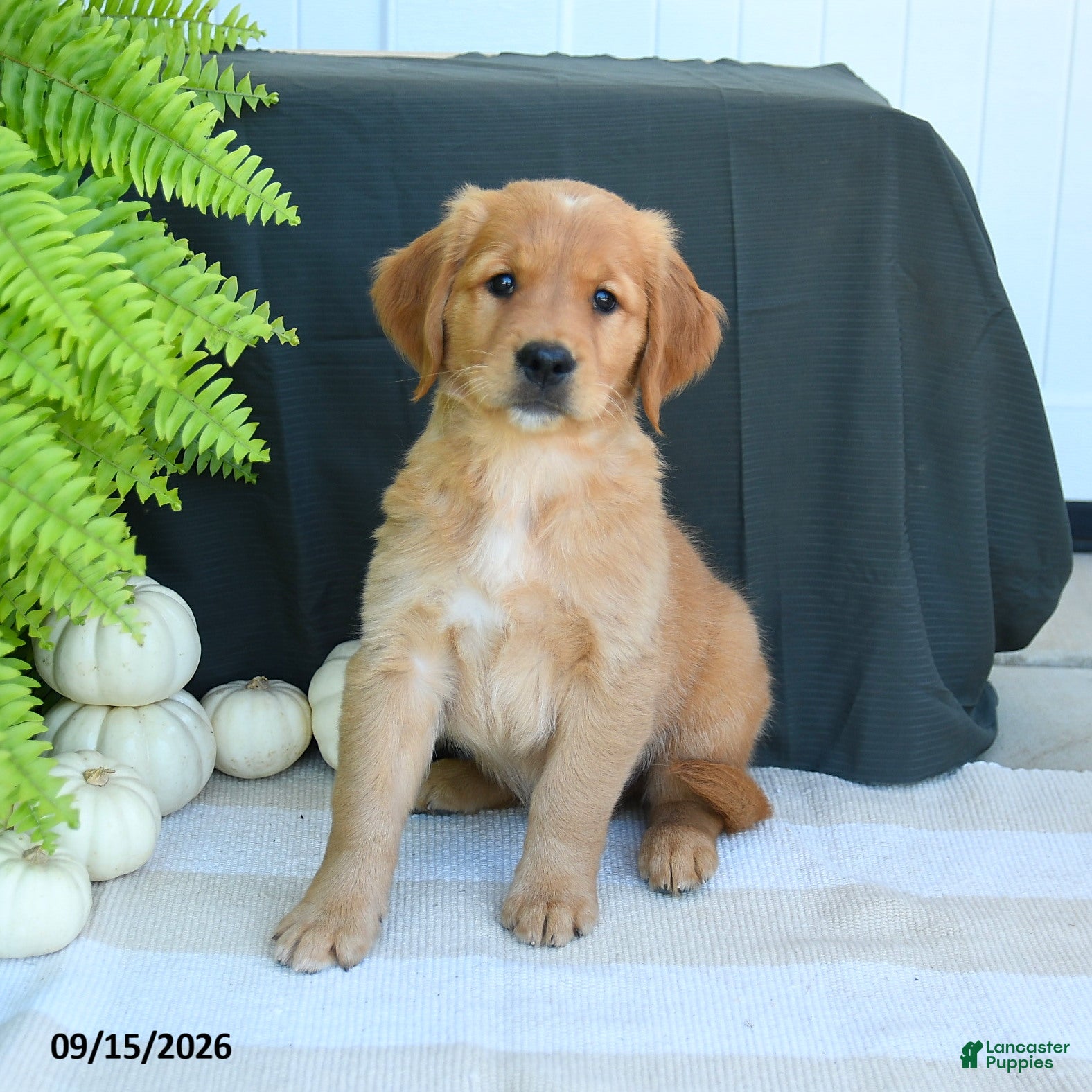 Golden Retriever dogs Wyatt - Ad 1