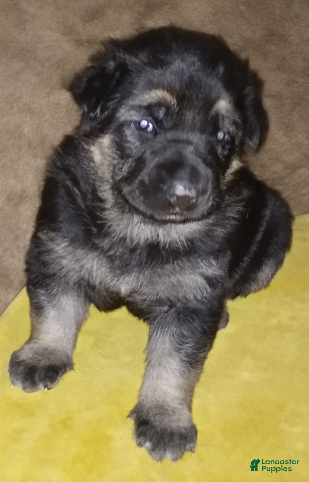 German Shepherd dogs for sale: Diamond - Ad 19
