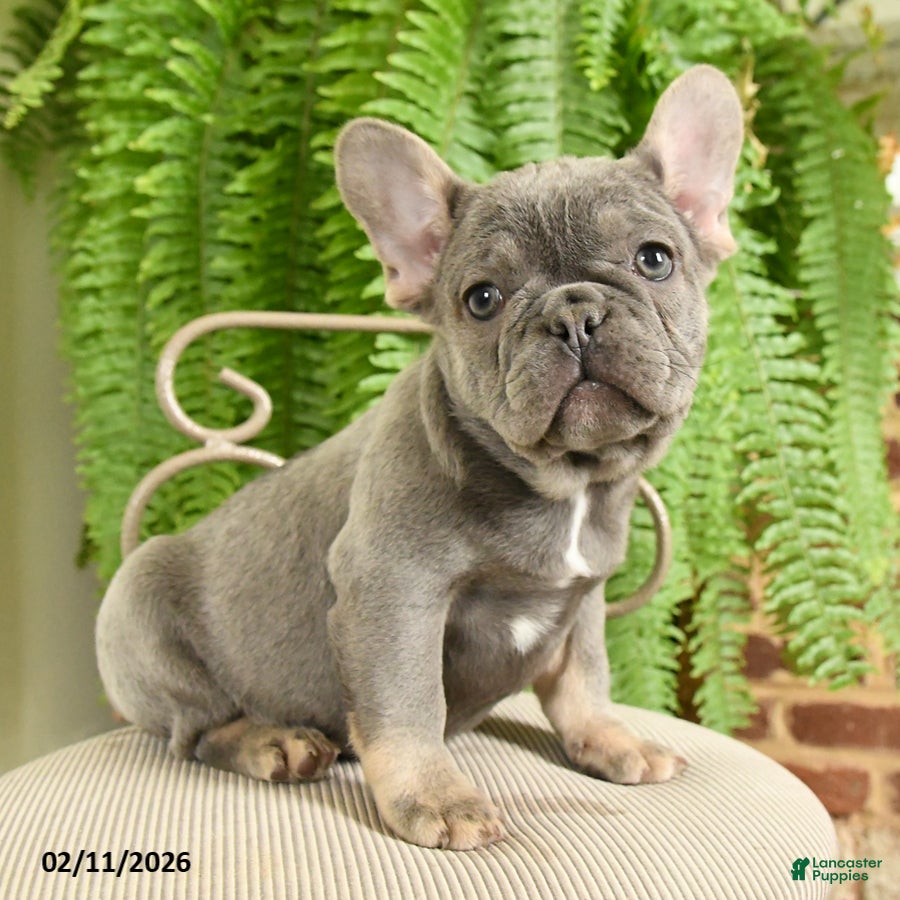 French Bulldog dogs Taffy - Ad 2