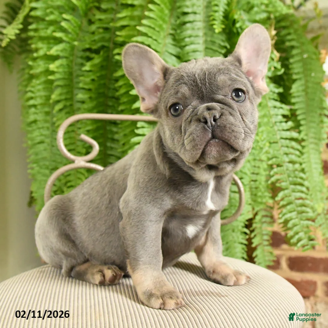 French Bulldog dogs for sale: Taffy - Ad 2