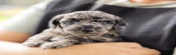 Toy Poodle dogs for sale: Willow  - Ad 3
