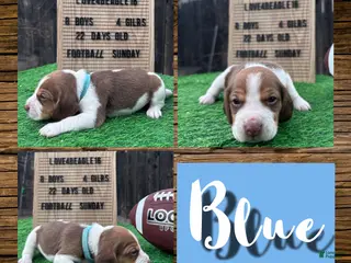 Beagle dogs Beagle Puppy 3 - Ad 28