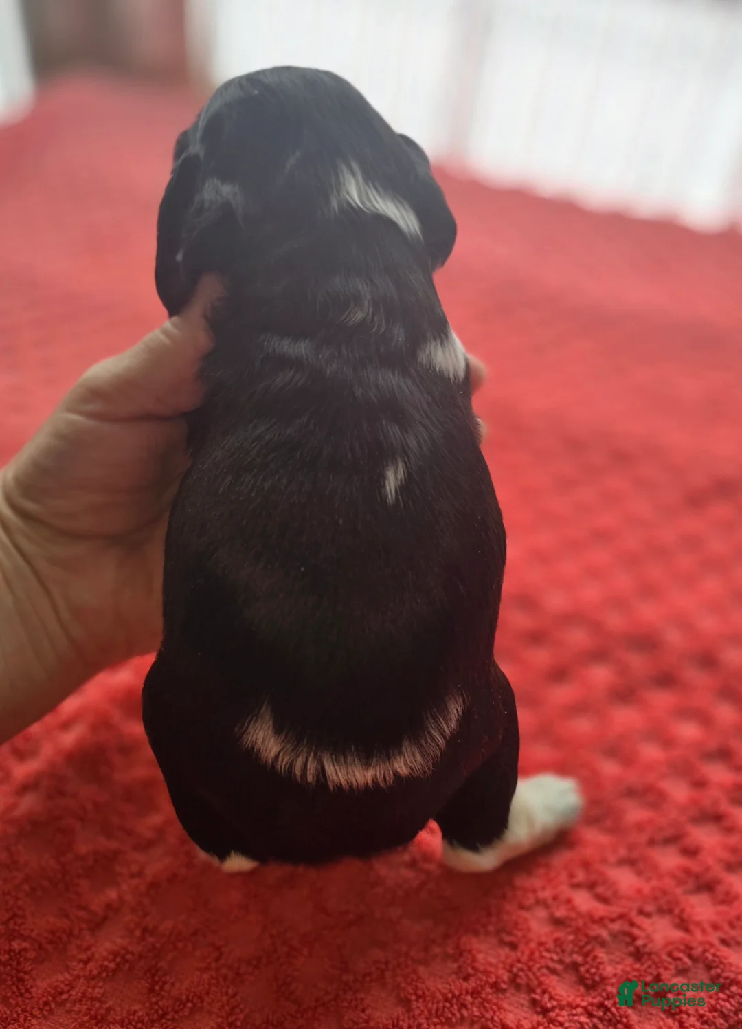 Cocker Spaniel dogs for sale: Oreo - Ad 2