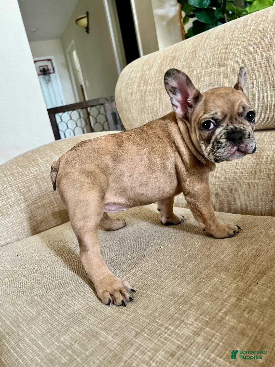 French Bulldog dogs for sale: Bliss - Ad 3