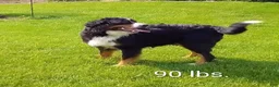 Bernese Mountain Dog dogs for sale: Bentley  - Ad 9