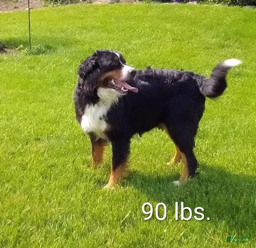 Bernese Mountain Dog dogs for sale: Bentley  - Ad 9