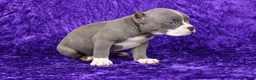 American Bully dogs for sale: Blue Brindle Female - Ad 3
