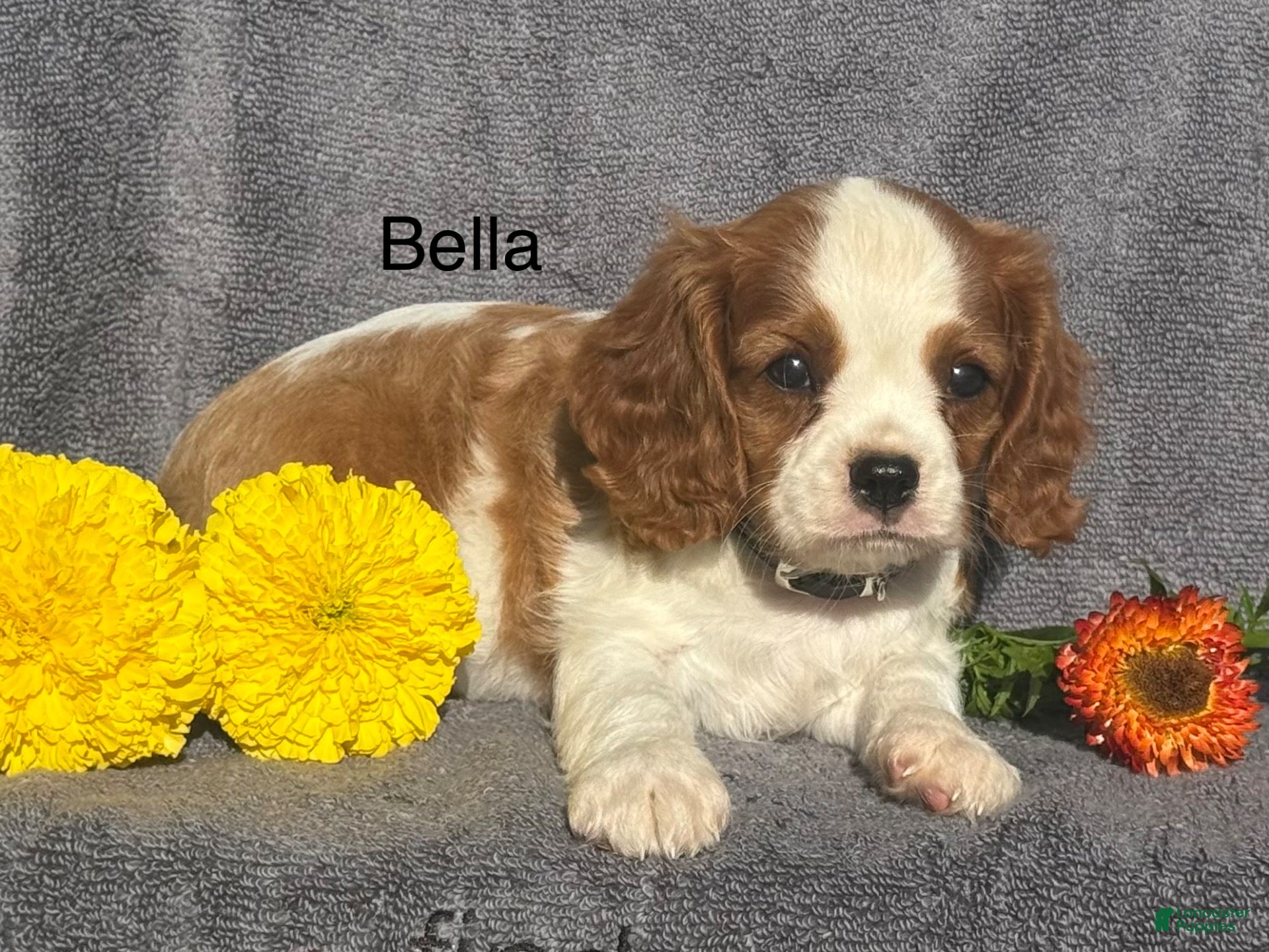 Cavalier King Charles Spaniel dogs Bella - Ad 1