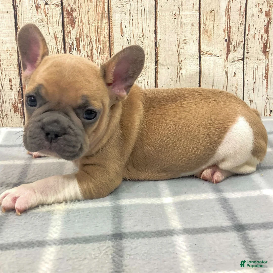 French Bulldog dogs for sale: Liam French Bulldog Puppy  - Ad 3