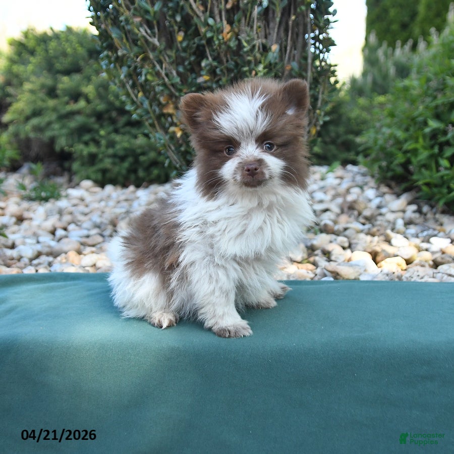 Pomeranian dogs Prince   - Ad 1
