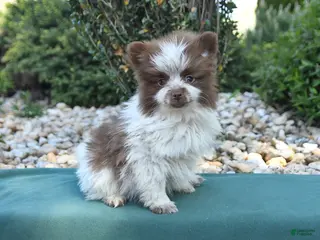 Pomeranian dogs for sale: Prince - Ad 4