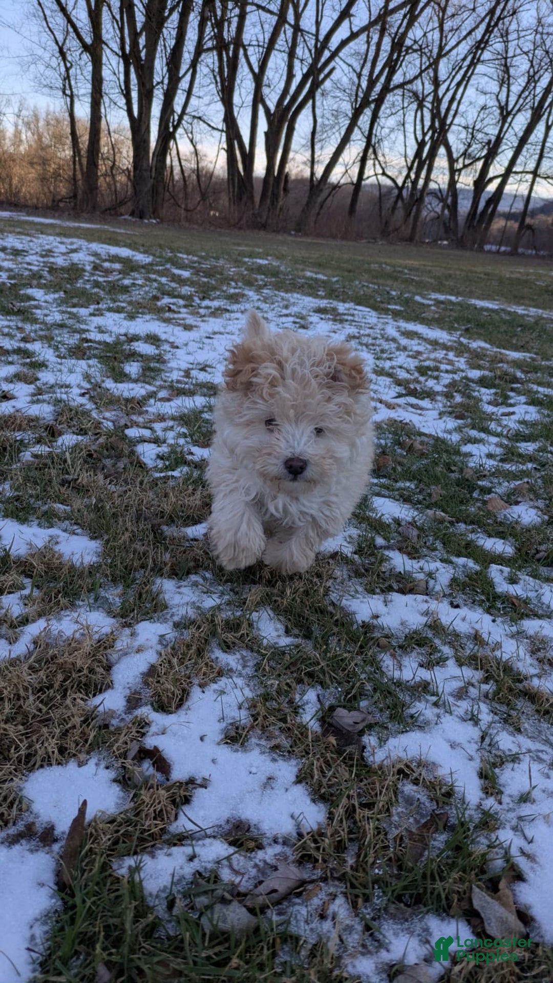 Mini Bernedoodle dogs for sale: Aurora "Rory" - Ad 7
