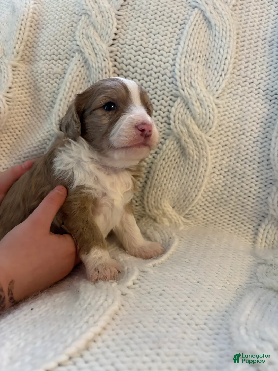 Mini Aussiedoodle dogs for sale: Mini Aussiedoodle Puppy 4 - Ad 6