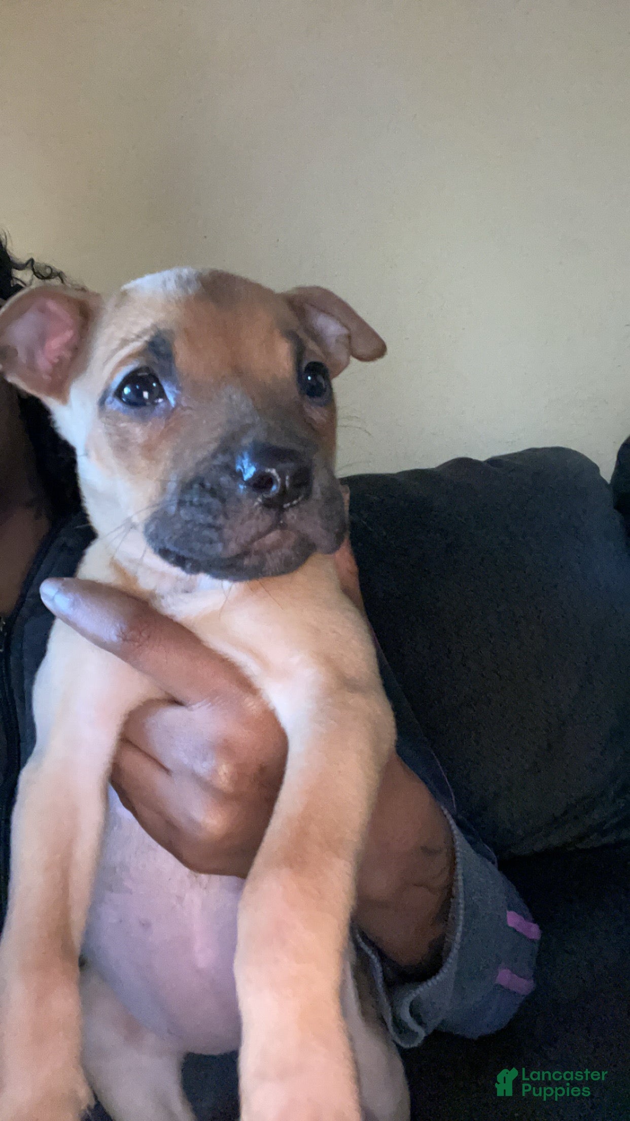 American Pit Bull Terrier dogs Hennessy  - Ad 25