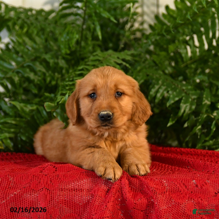Golden Retriever dogs Randy - Ad 2