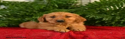 Golden Retriever dogs for sale: Randy - Ad 2