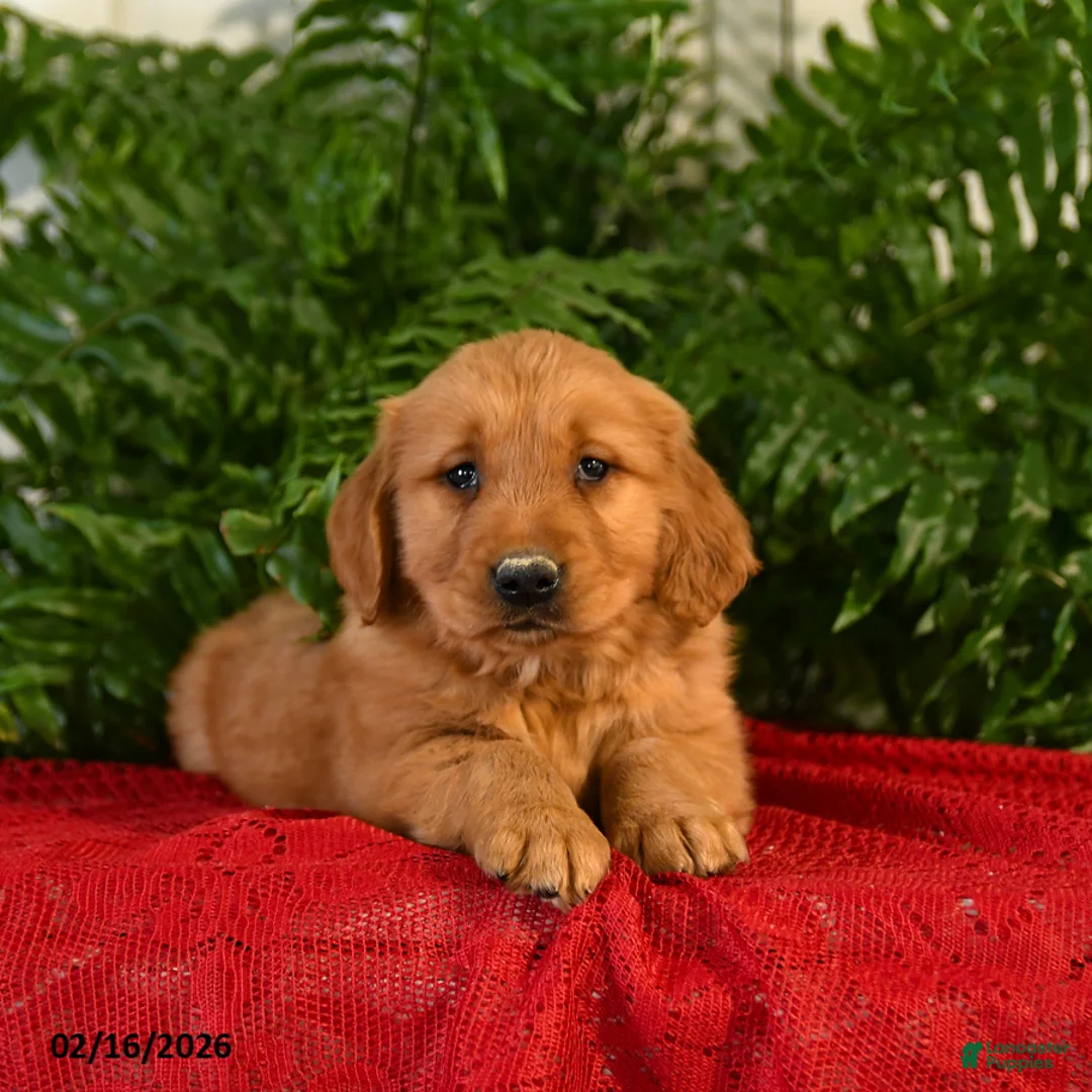 Golden Retriever dogs for sale: Randy - Ad 2
