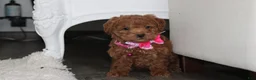 Bichpoo dogs for sale: Sunny - Ad 1
