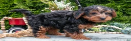 Shorkie dogs for sale: Coach - Ad 3