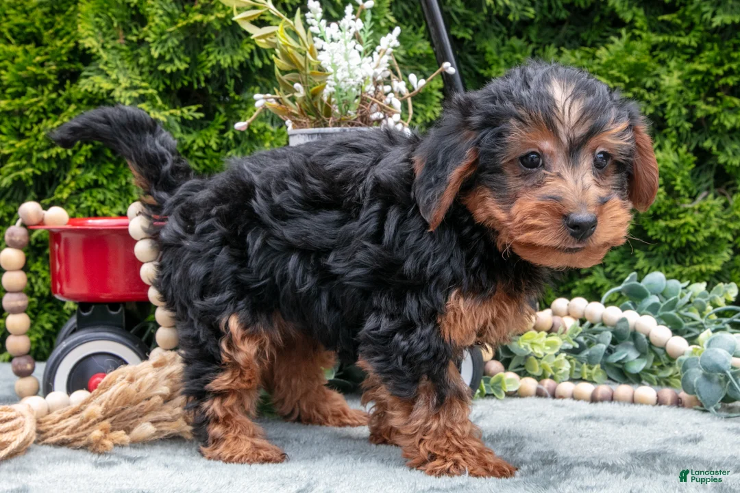 Shorkie dogs for sale: Coach - Ad 3