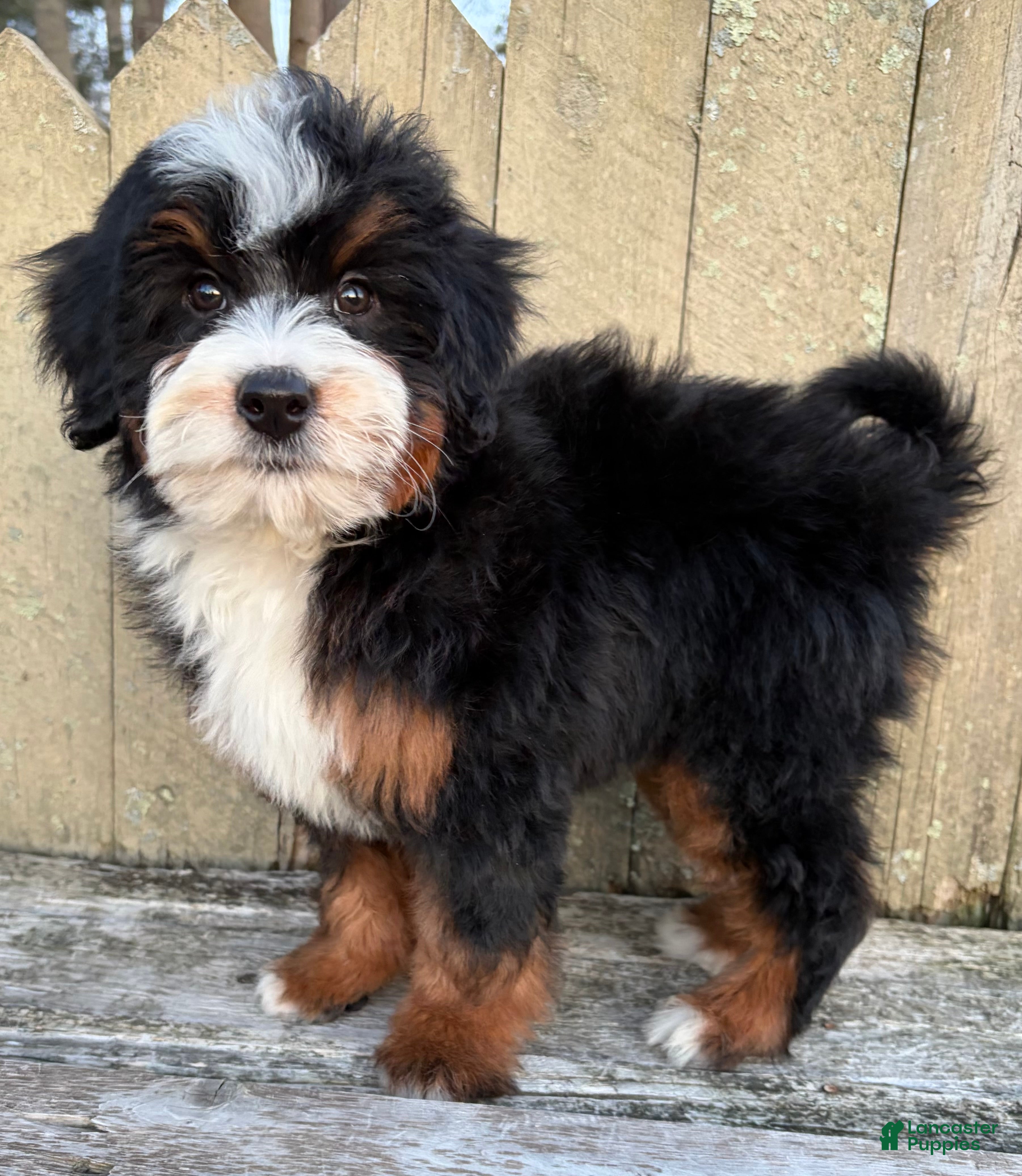 Mini Bernedoodle dogs 💚IN BOSTON MASSACHUSETTS AREA💚MINI BERNEDOODLE💚PETITE BOY💚 - Ad 1