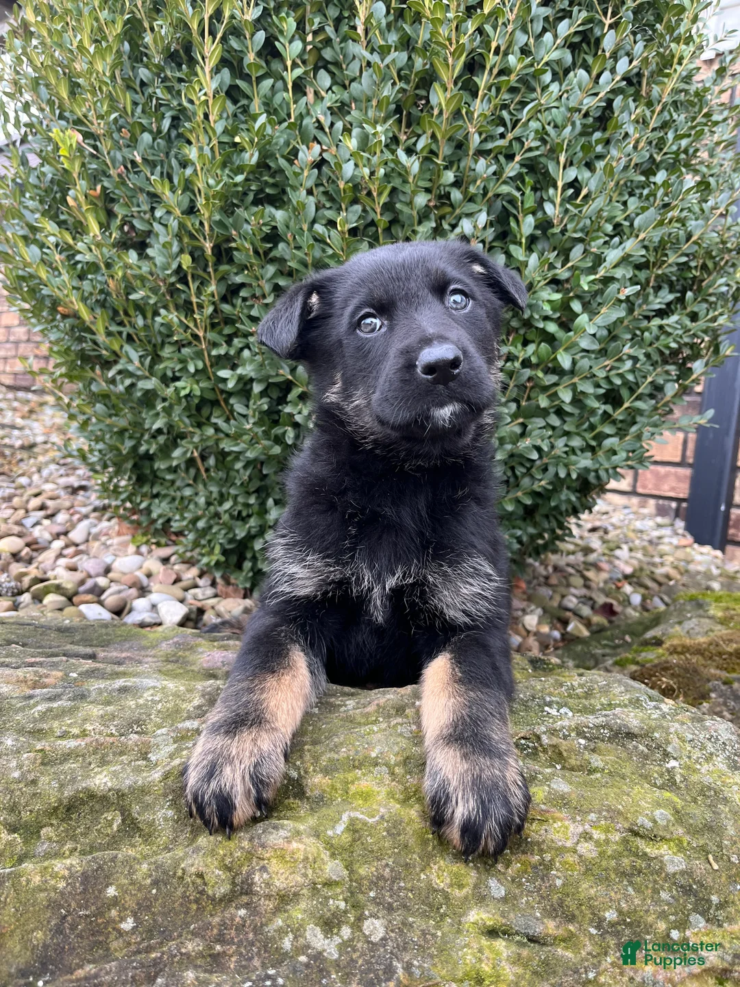 German Shepherd dogs for sale: Kona - Ad 3