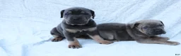 Cane Corso dogs for sale: Mino - Ad 7
