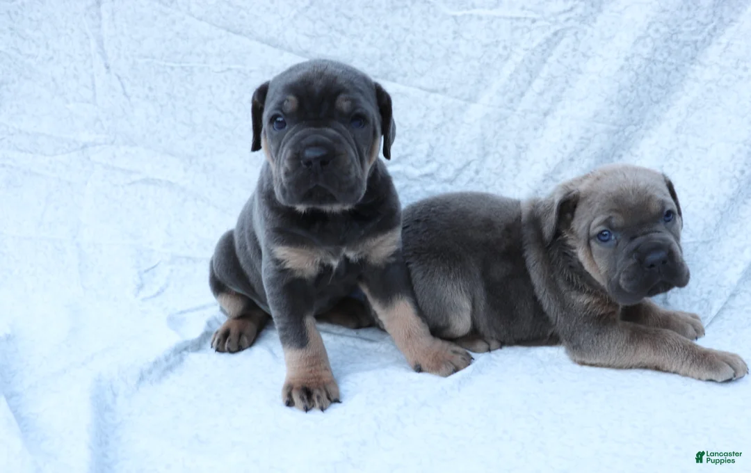 Cane Corso dogs for sale: Mino - Ad 7