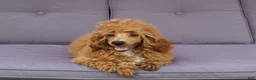 Miniature Poodle dogs for sale: Bella - Ad 5