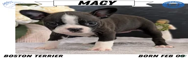 Macy