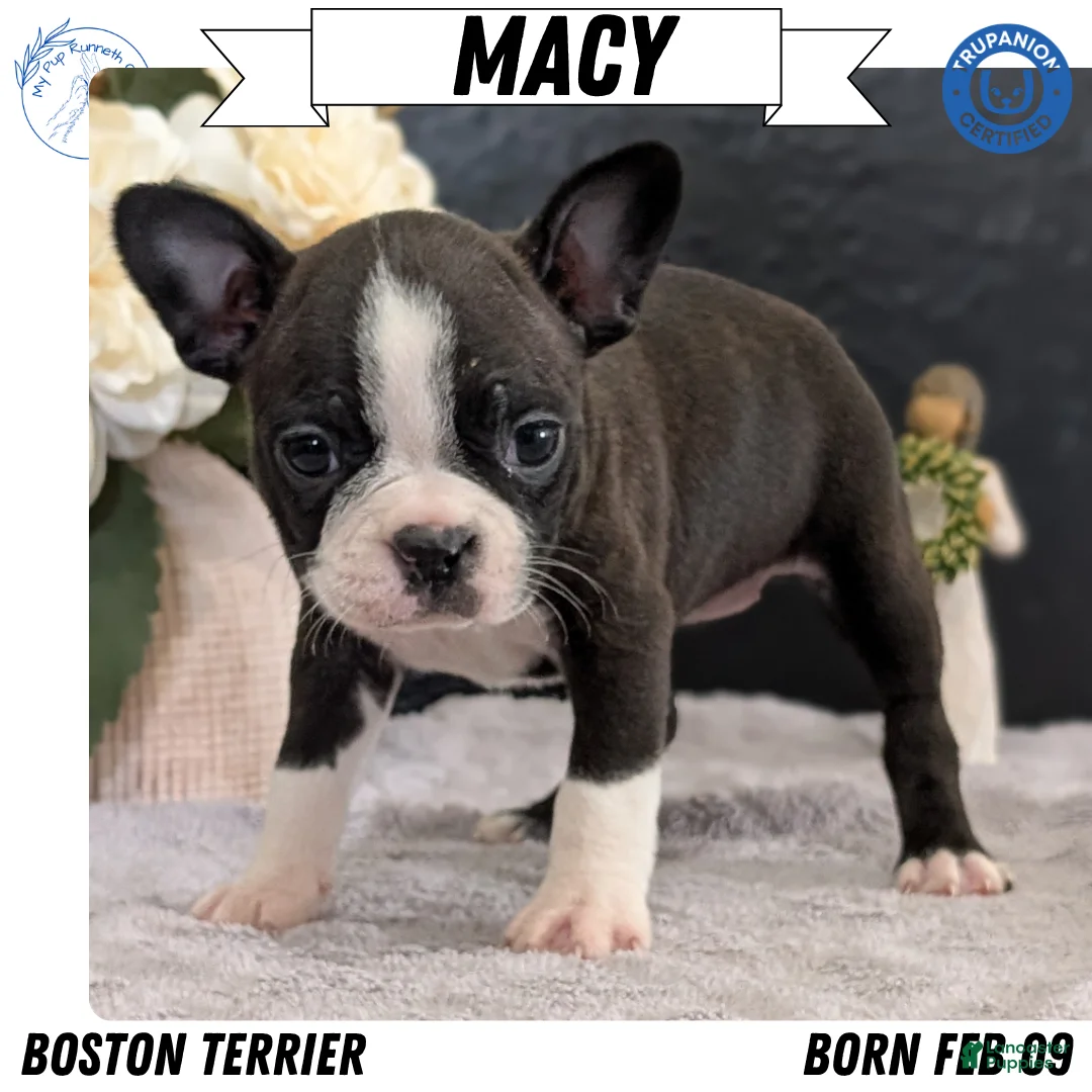 Boston Terrier dogs for sale: Macy - Ad 1