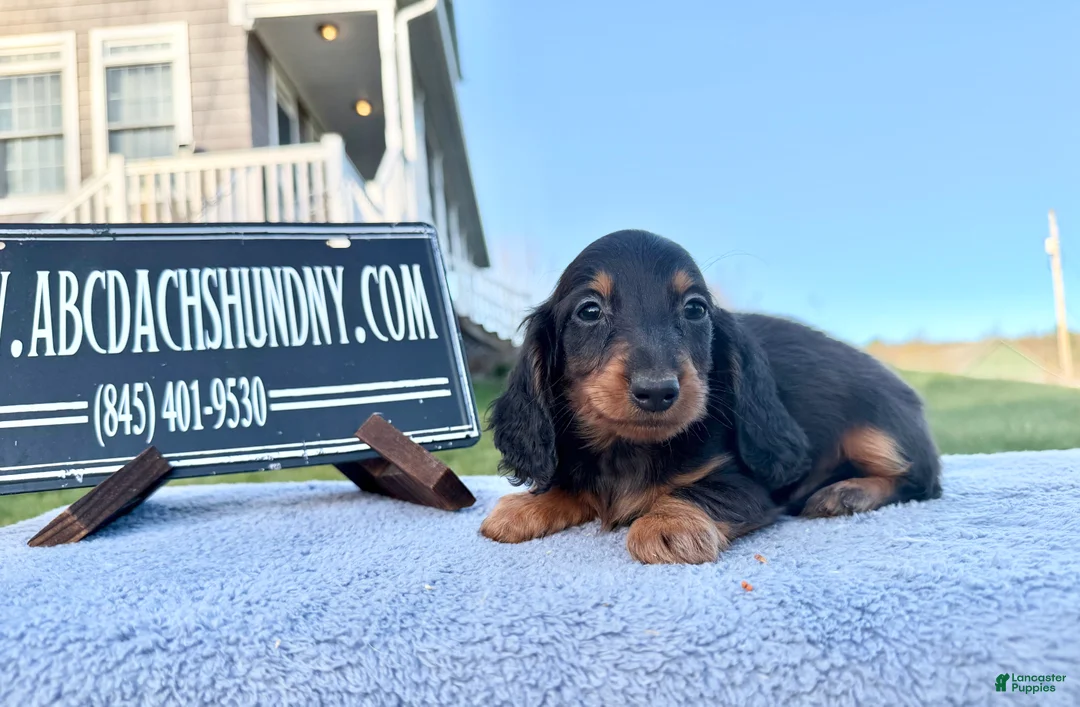 Miniature Dachshund dogs for sale: AKC Russian boy - Ad 2