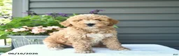 Mini Goldendoodle dogs for sale: Blossom  - Ad 1