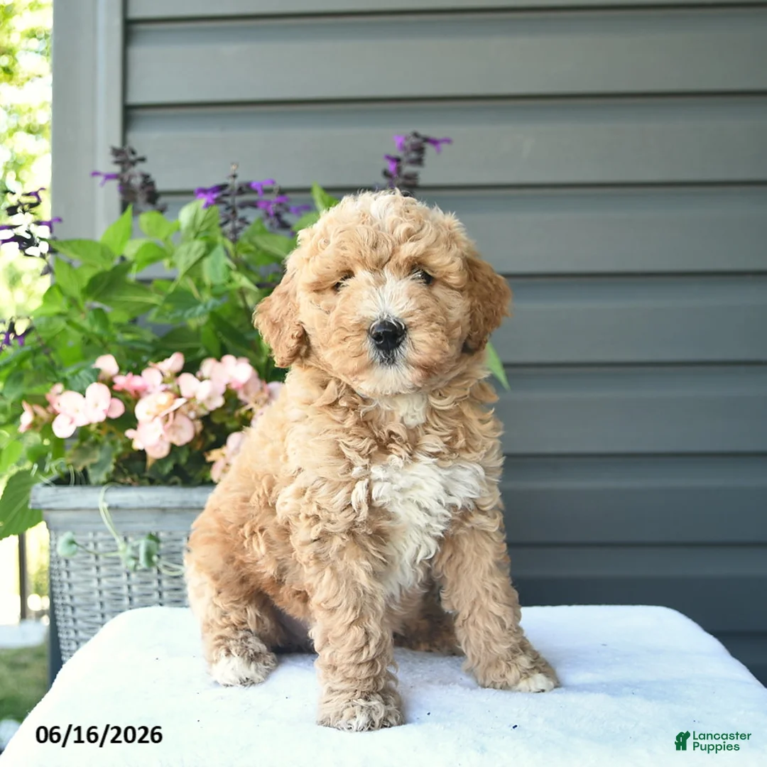 Mini Goldendoodle dogs for sale: Blossom  - Ad 1