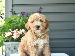 Mini Goldendoodle dogs for sale: Blossom - Ad 3