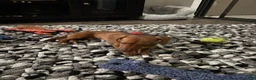 Dachshund dogs for sale: Dachshund Puppy 1 - Ad 4