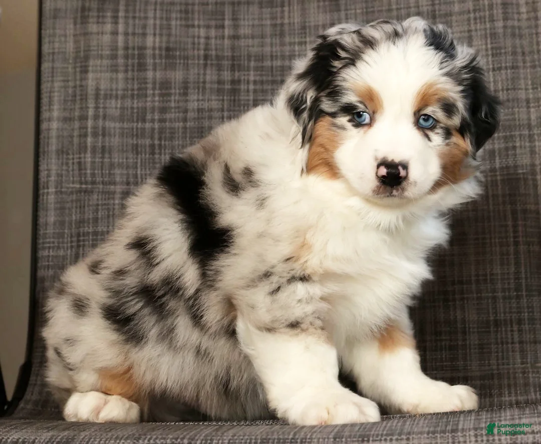 Miniature Australian Shepherd dogs for sale: Jackson - Ad 8