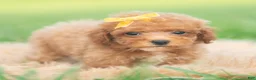 Toy Poodle dogs for sale: Bixby AKC - Ad 6