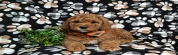 Goldendoodle dogs for sale: Farlow - Ad 5