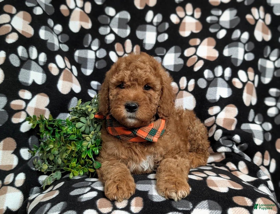 Goldendoodle dogs for sale: Farlow - Ad 5