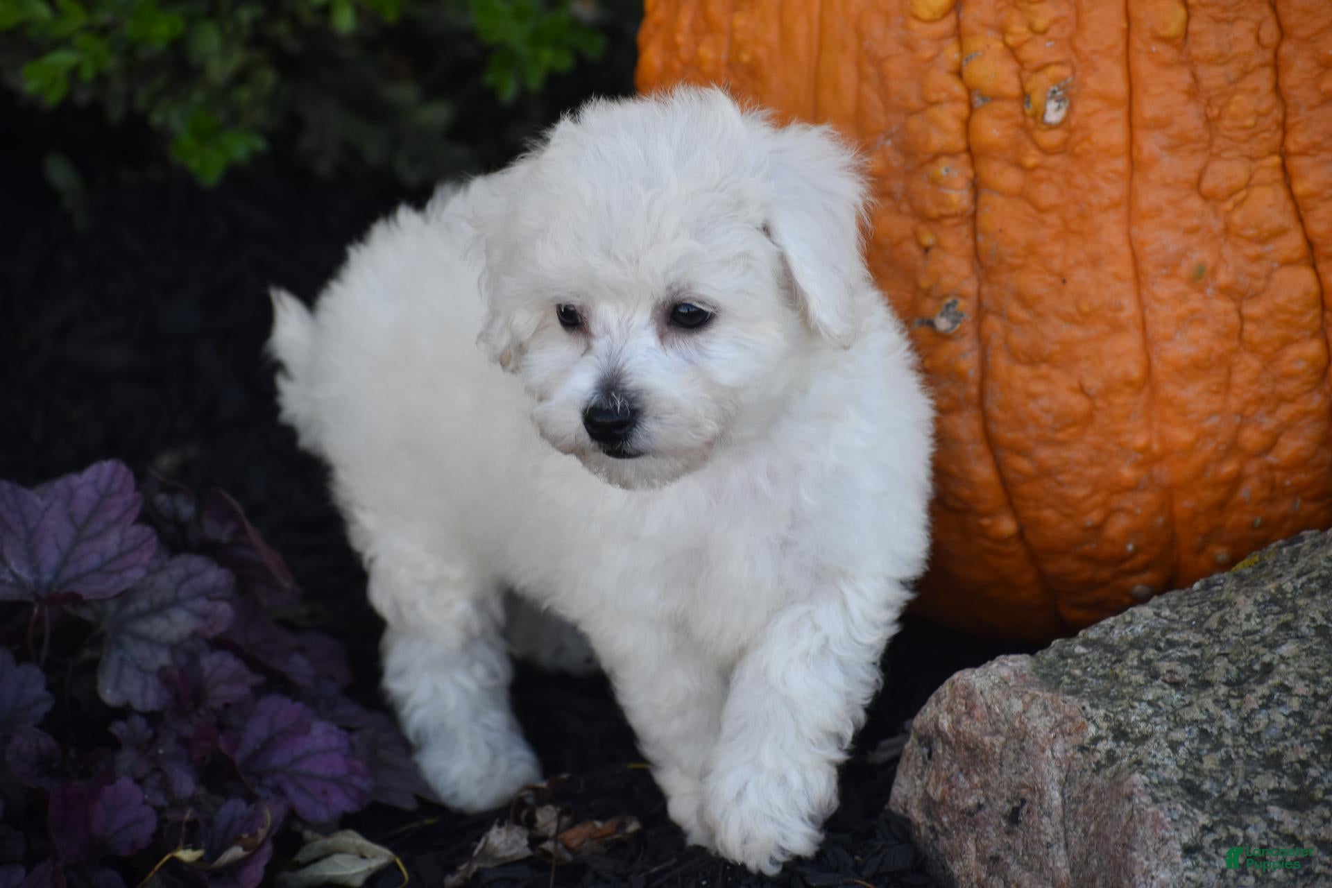 Bichpoo dogs for sale: Bunny - Ad 2