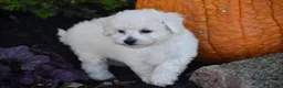 Bichpoo dogs for sale: Bunny - Ad 2