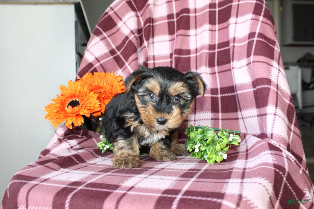 Yorkshire Terrier dogs for sale: Mason - Ad 9