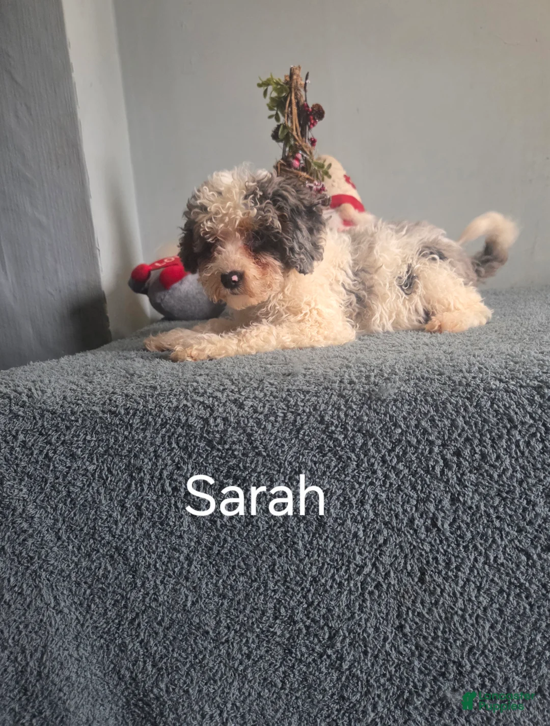Cockapoo dogs for sale: Sarah - Ad 4