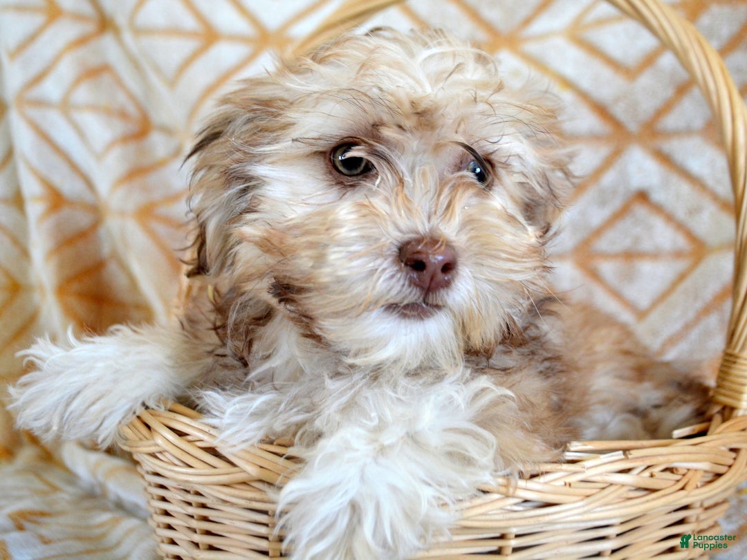 Shihpoo dogs for sale: Shihpoo Puppy 4 Sasha - Ad 2