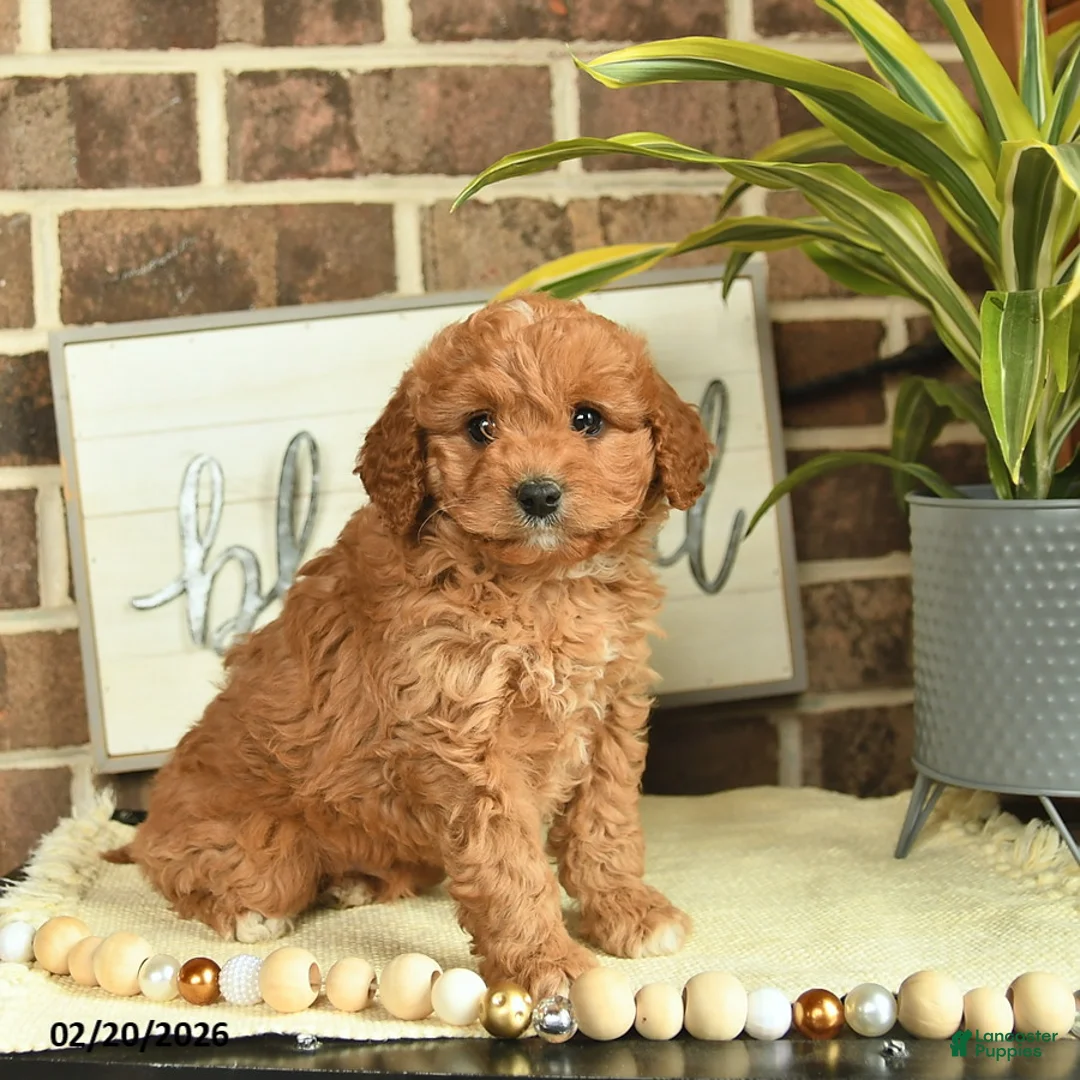 Mixed Breed dogs for sale: Otto  - Ad 1