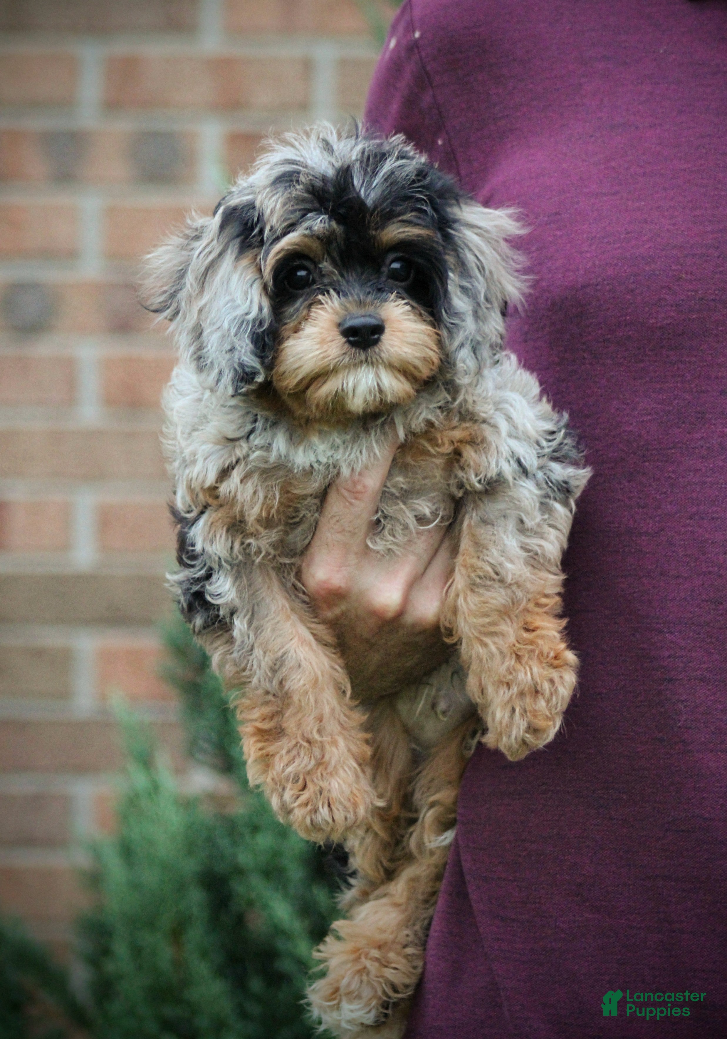 Cavapoo dogs Robo - Ad 1