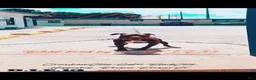 American Pit Bull Terrier dogs for sale: American Pit Bull Terrier 1 - Ad 4